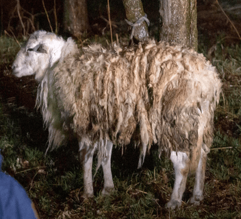 Sheep in Coney Island